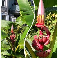バナナ,バナナ,ピンクバナナ,ピンクバナナ,道端の草花の画像