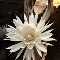 月下美人,プロテア,白い花,大きい花,おでかけ先の画像