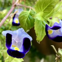 トレニア,愛しの紫,こぼれ種から毎年実家で咲いています,小さな庭の画像