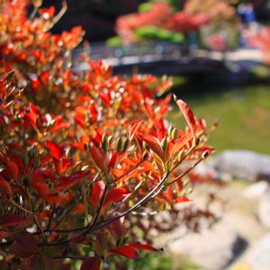 ドウダンツツジ,ドウダンツツジ,紅葉,庭園,紅葉（こうよう）の画像