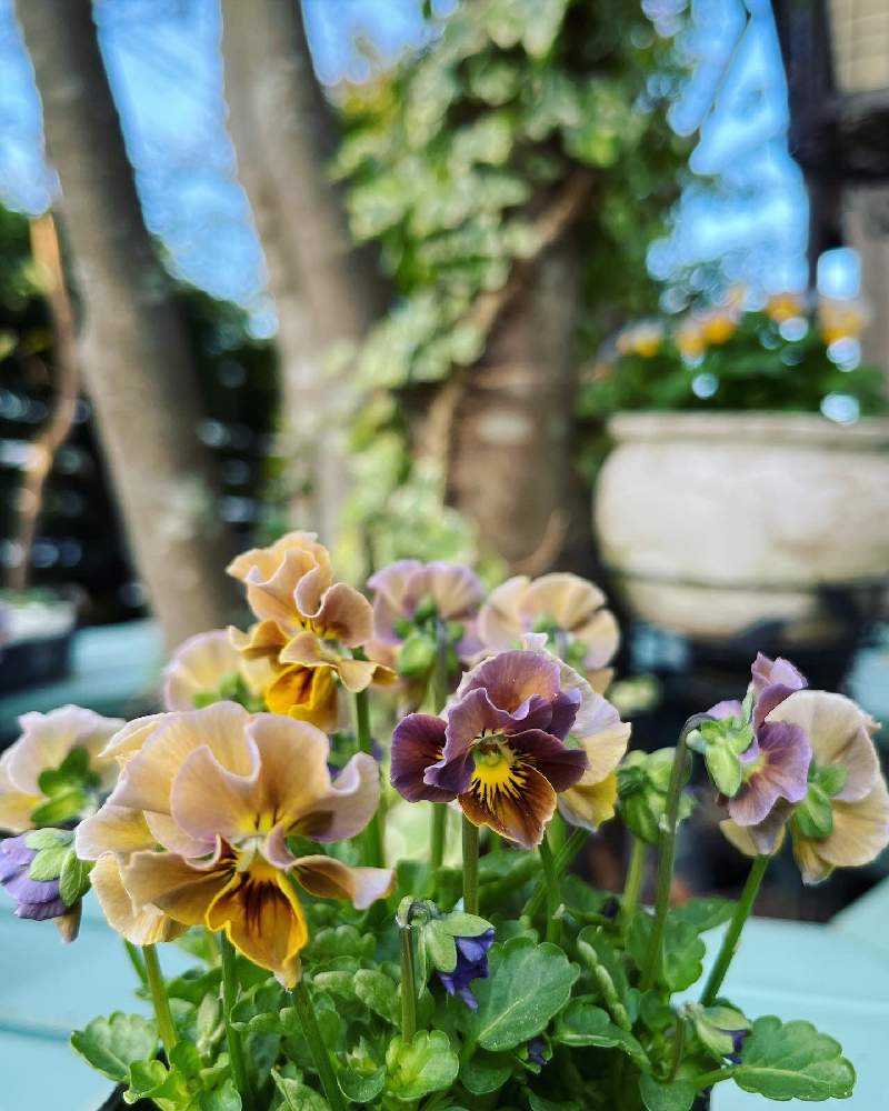 おかーしゃお迎えビオラ2023&2024 Part❶No.1〜25｜🍀GreenSnap