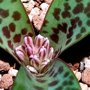 ラケナリア プシラ,球根植物,南アフリカ原産,ケープバルブ,デスクの画像