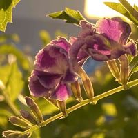 デュランタ　タカラヅカ,JUN・デュランタ,ベランダの画像