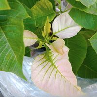 カレックス,カレックス,コリウス,バラ,ポインセチアの画像