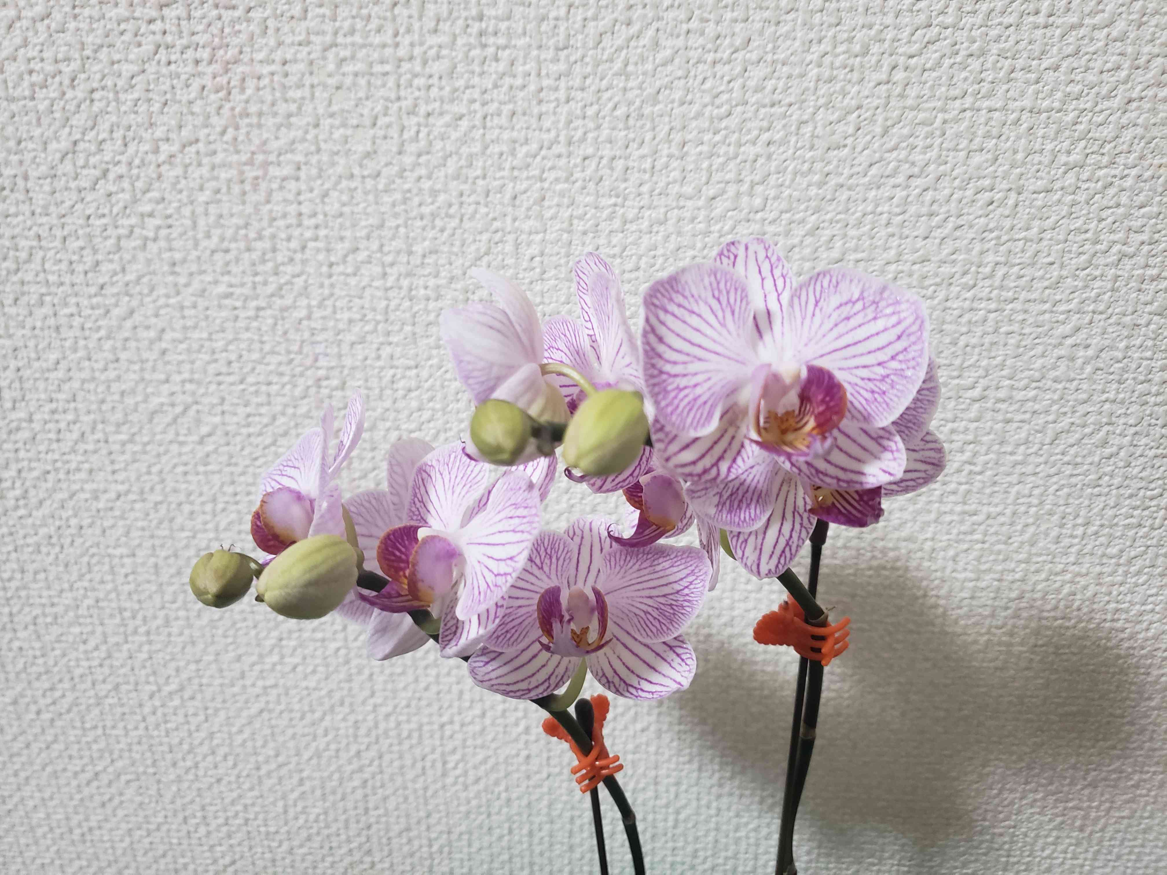 ミディ胡蝶蘭モニター 2023.11.22～｜🍀GreenSnap（グリーン