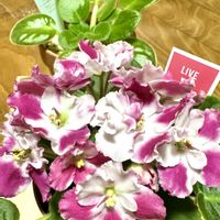 セントポーリア,リビング,北海道,可愛いうちの子✨,センポリの画像