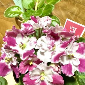 セントポーリア,リビング,北海道,可愛いうちの子✨,センポリの画像