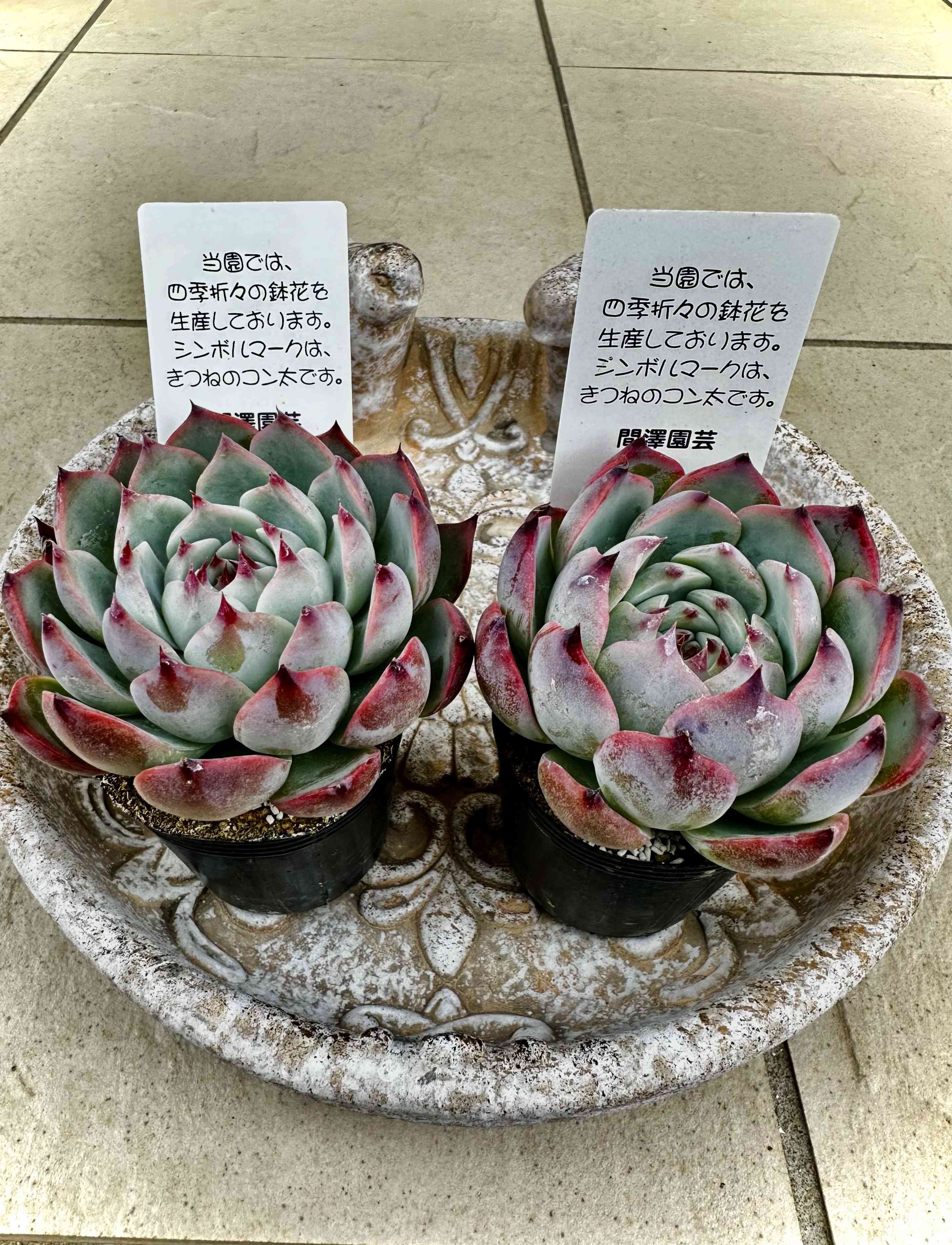 多肉植物の投稿画像 by KOH-8Anniversaryさん｜桃太郎とシマムラ園芸と