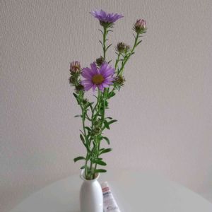 切り花,一輪挿し,可愛い,花瓶,花束の画像
