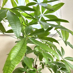 パキラ,パキラ,実生 パキラ,実生 パキラ,観葉植物の画像