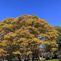 ケヤキ,ケヤキ,ケヤキ,ケヤキ,ハナミズキの画像