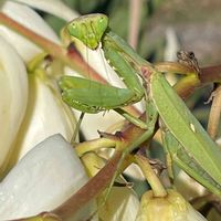 ユッカ,アツバキミガヨラン,ハラビロカマキリ,花壇,ガーデニングの画像