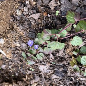 多肉植物寄せ植え,リメイク缶,サビサビ,放ったらかし,古道具の画像