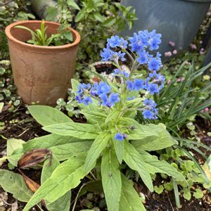 多肉植物寄せ植え,リメイク缶,放ったらかし,古道具,花のある暮らしの画像