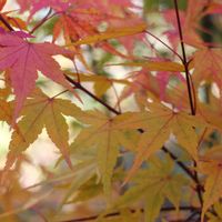 ヤマモミジ,小さな庭の画像
