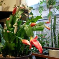 サボテン,デンマークカクタス,多肉植物,サボテンの花,no green no lifeの画像