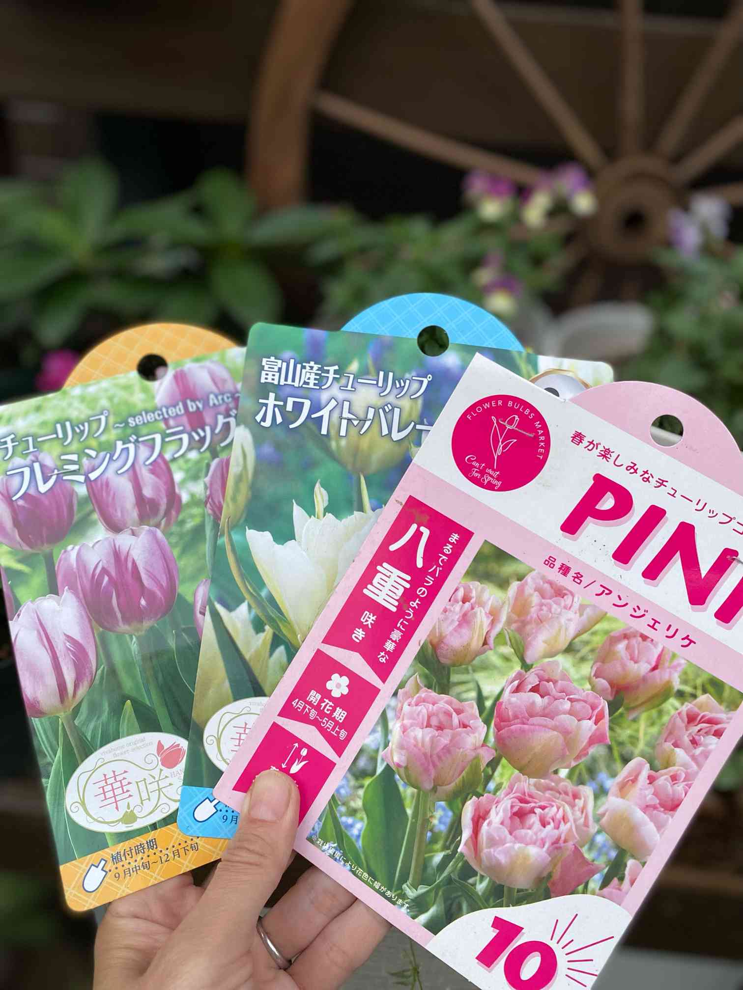 アイスチューリップの栽培記録🌷｜🍀GreenSnap（グリーンスナップ）