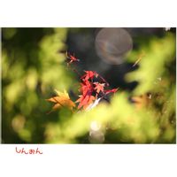 ヤマモミジ,ヤマモミジ,山野草,我が家の庭,紅葉（こうよう）の画像