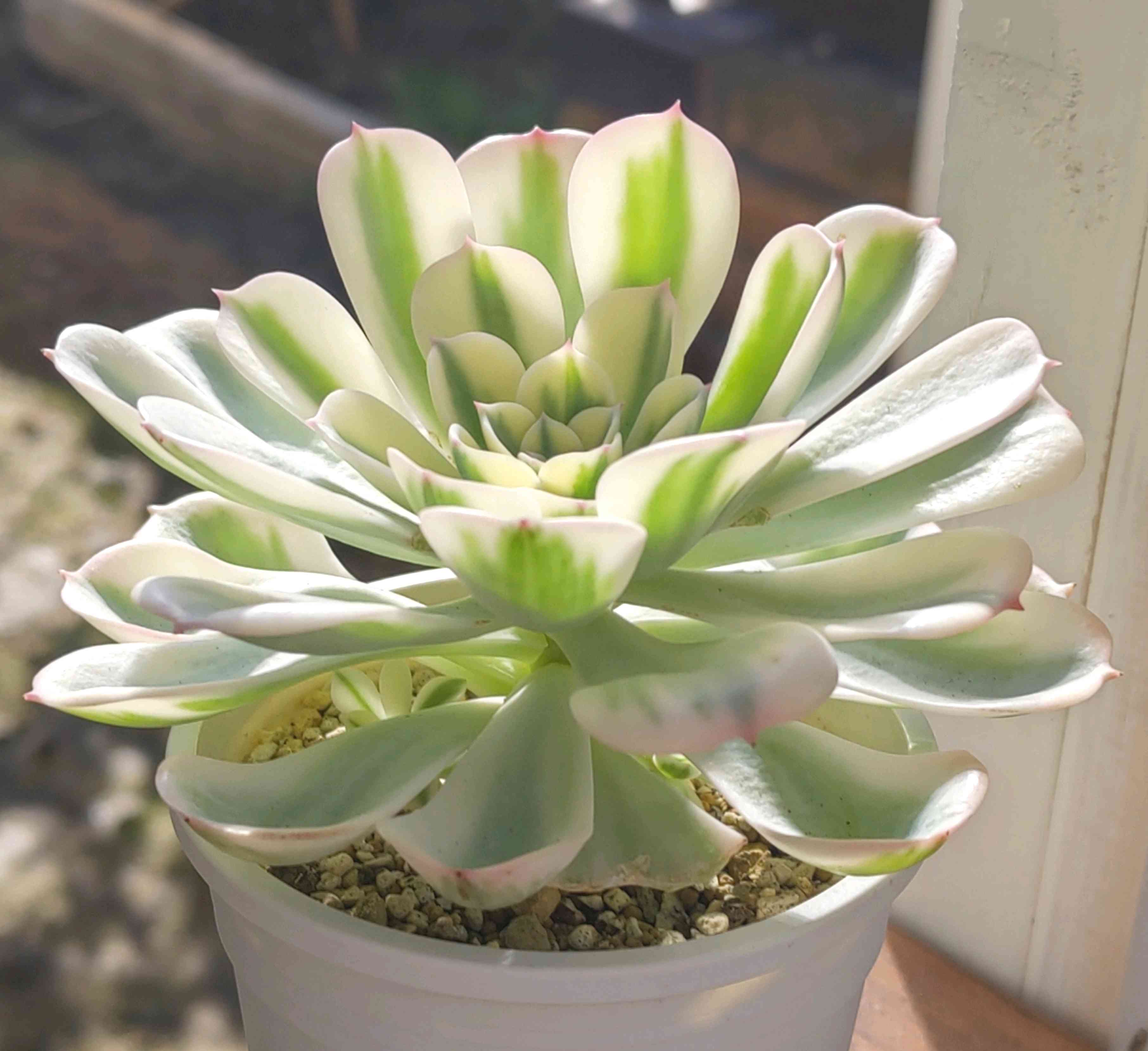 秋からのルノーディーンの仕立て直しと保険株作り｜🍀GreenSnap