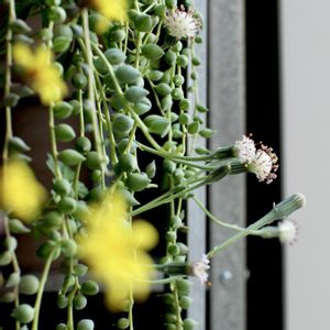 ルビーネックレス,ピーチネックレス,ルビーネックレスの花,ピーチネックレスの花,多肉植物の画像