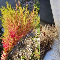 シオン,ジニア,コキア(ホウキグサ),ヨトウガ,ジニアの花後の画像