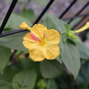 オシロイバナ（白粉花）,こぼれ種,シェードガーデン,オレンジ色,キメラ咲きの画像