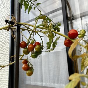 ミニトマト,テラス,家庭菜園の画像