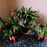 サボテン,デンマークカクタス,デンマークカクタス,多肉植物,サボテンの花の画像