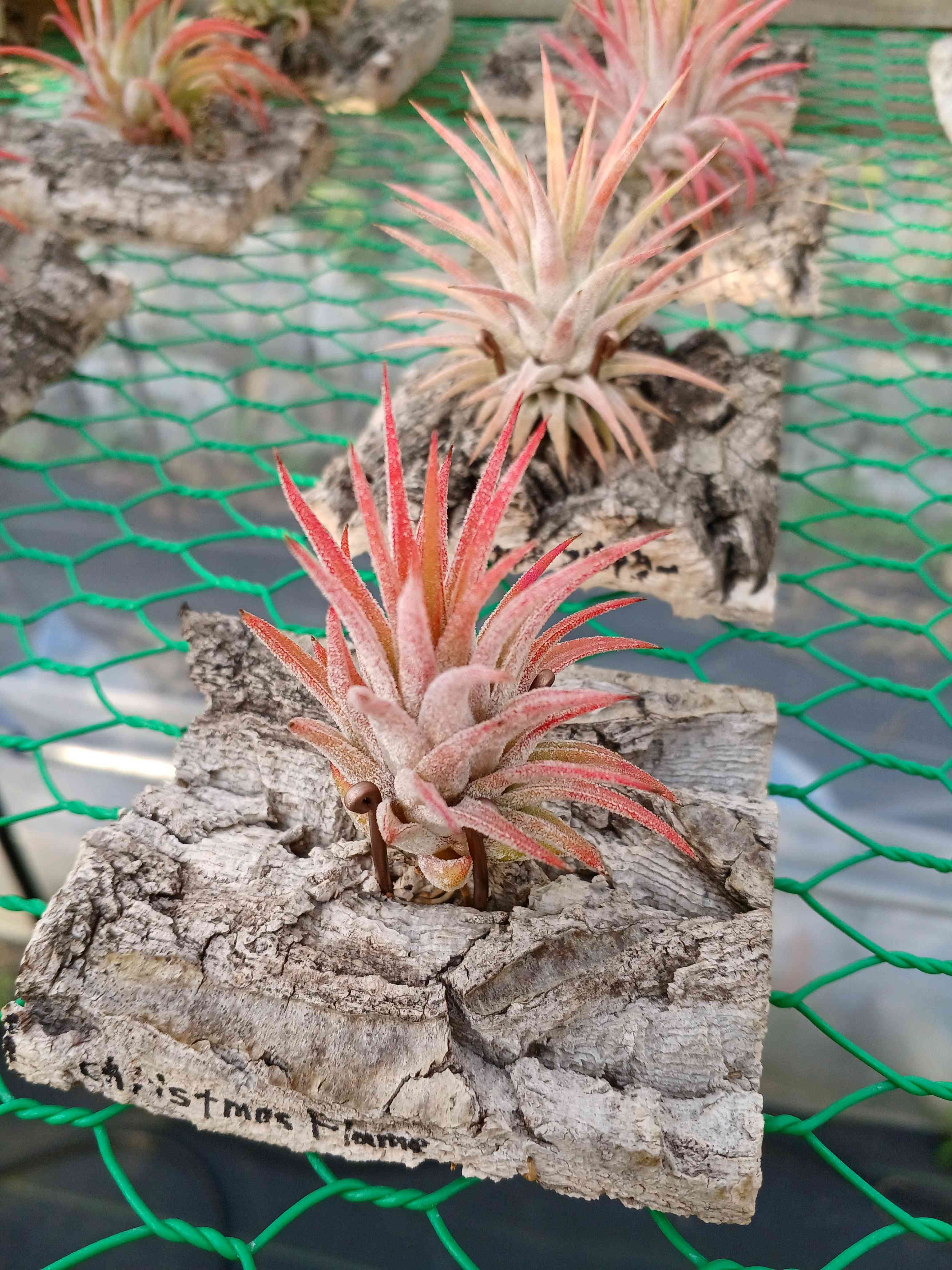 チランジアの投稿画像 by とらさんさん｜チランジア イオナンタとエア