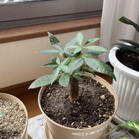 パキラ,その他部屋の画像