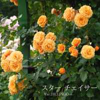 四季咲きつるバラ,バラ　スター チェイサー,つるバラ,黄色いバラ,京成バラ園芸の画像