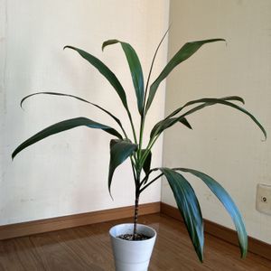 青ドラセナ,コルディリネ・ストリクタ(青ドラセナ),コルジリネターミナリス,観葉植物,100均観葉植物の画像