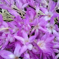 イヌサフラン,サフラン,可愛い,紫の花,癒しの画像