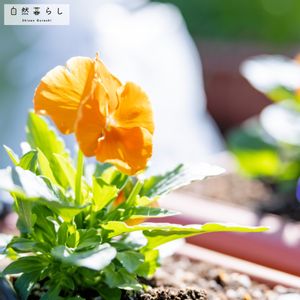 ガーデンフラワー用肥料,ガーデニング,花のある暮らし,肥料,プランター栽培の画像