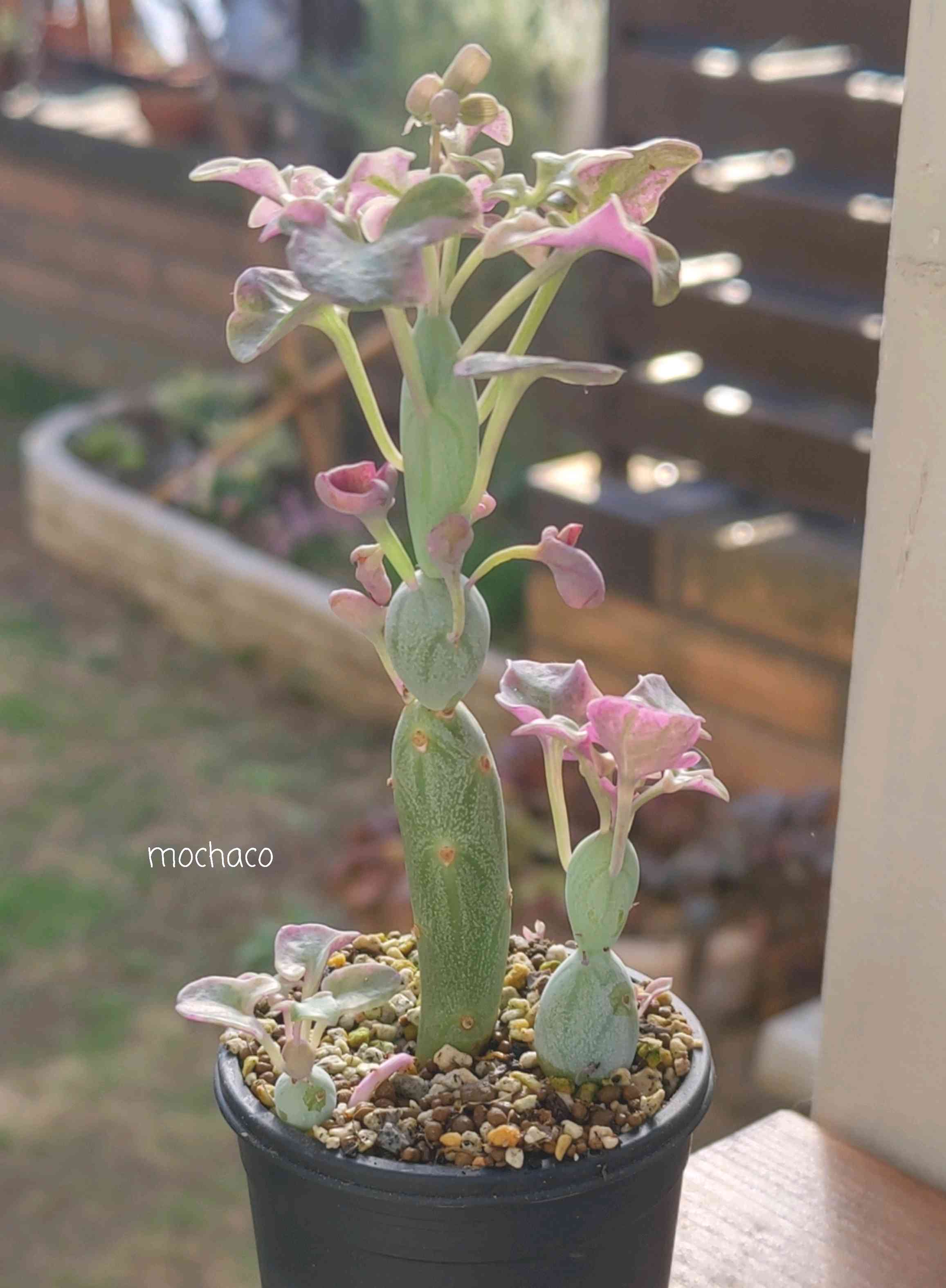 モリモリ！抜き苗 ブロウメアナ 多肉植物 モリモリ！抜き苗 ブロウメアナ 多肉植物