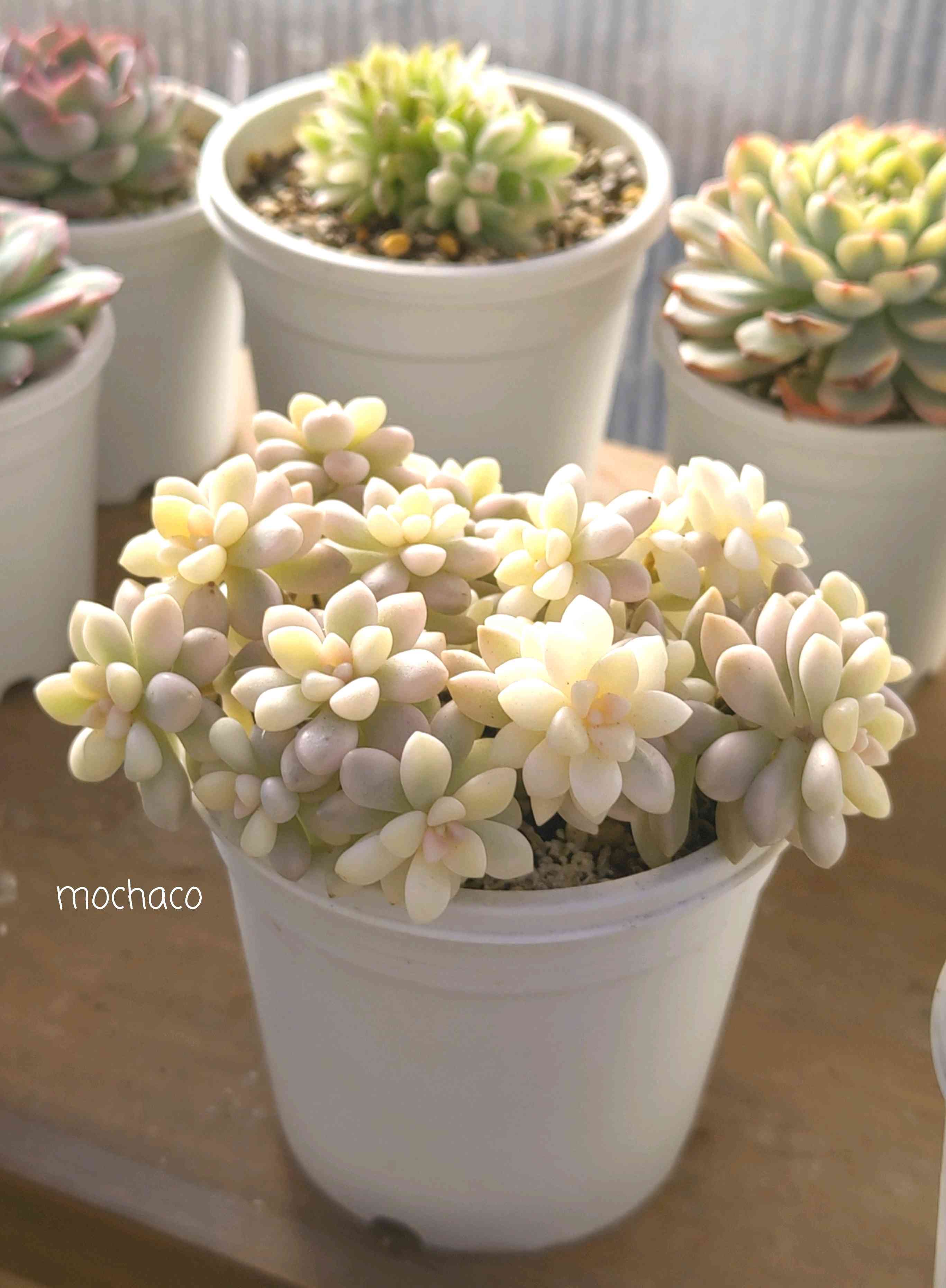 黄金花月 ブロウメアナ 黄金花月 ブロウメアナ フェイク 観葉 植物