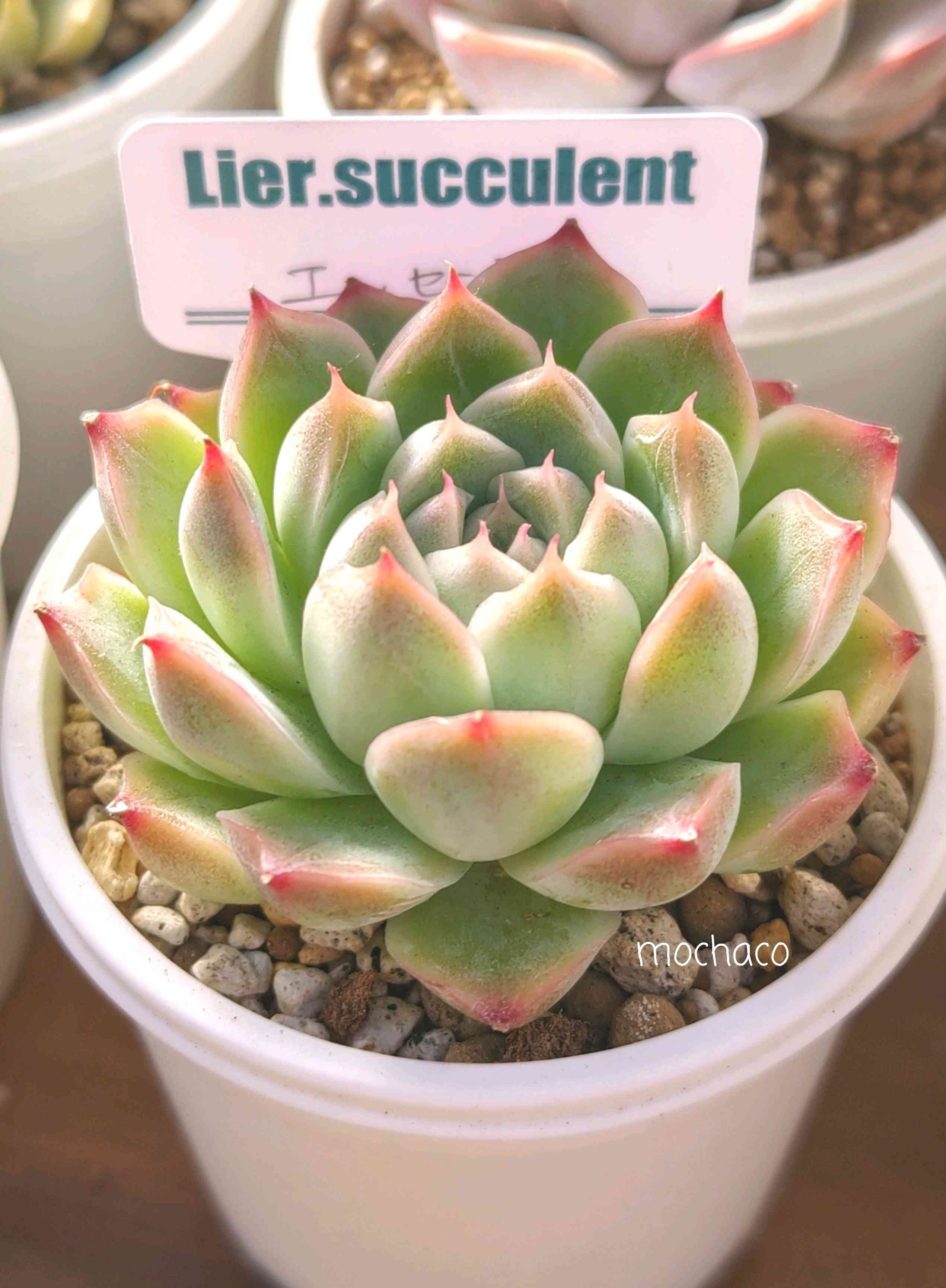 モリモリ！抜き苗 ブロウメアナ 多肉植物 モリモリ！抜き苗 ブロウメアナ 多肉植物