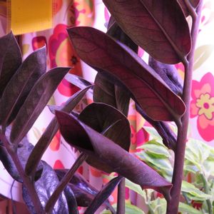 ザミオクルカス,加湿器,ザミオクルカス  レイヴン,観葉植物,葉挿しの画像