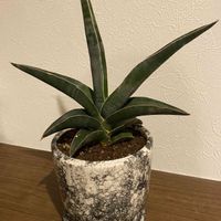 サンスベリア,観葉植物,玄関の画像