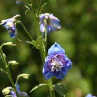 宿根草,デルフィニウム,デルフィニウム,花壇,開花の画像
