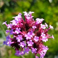 ヤナギハナガサ,ヤナギハナガサ(三尺バーベナ),ヤナギハナガサ（サンジャクバーベナ）,紫の花,今日の花の画像