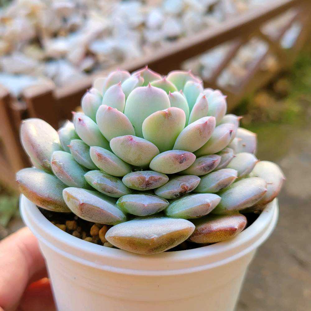 アメイジンググレイス｜🍀GreenSnap（グリーンスナップ）