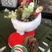 サボテン,セダム,虹の玉,リトルミッシー,だるま秀麗の画像