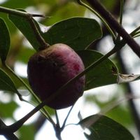 ムベ,ムベの実,ムベ(郁子),山散歩,山あるきの画像