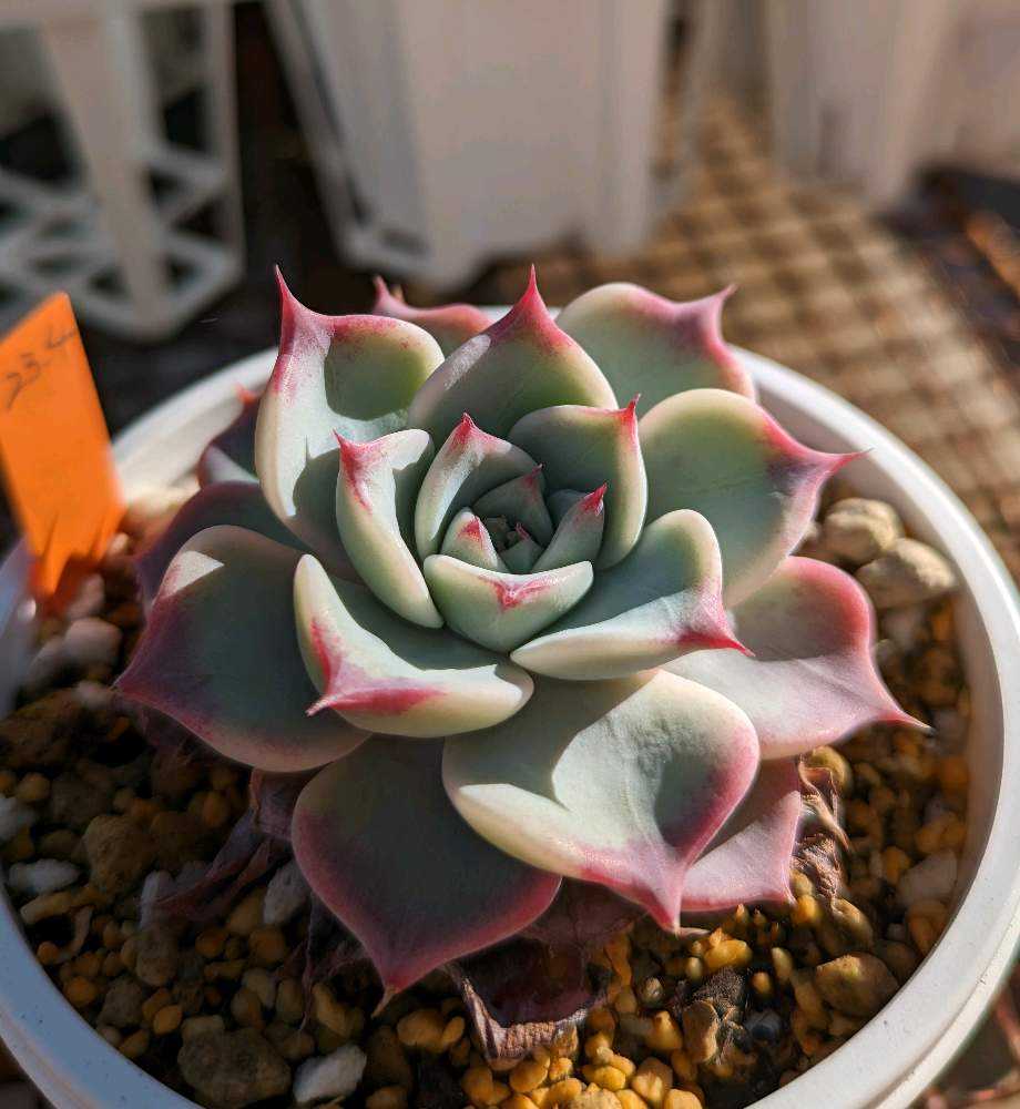 1041🌹フェアリークイーン｜🍀GreenSnap（グリーンスナップ）