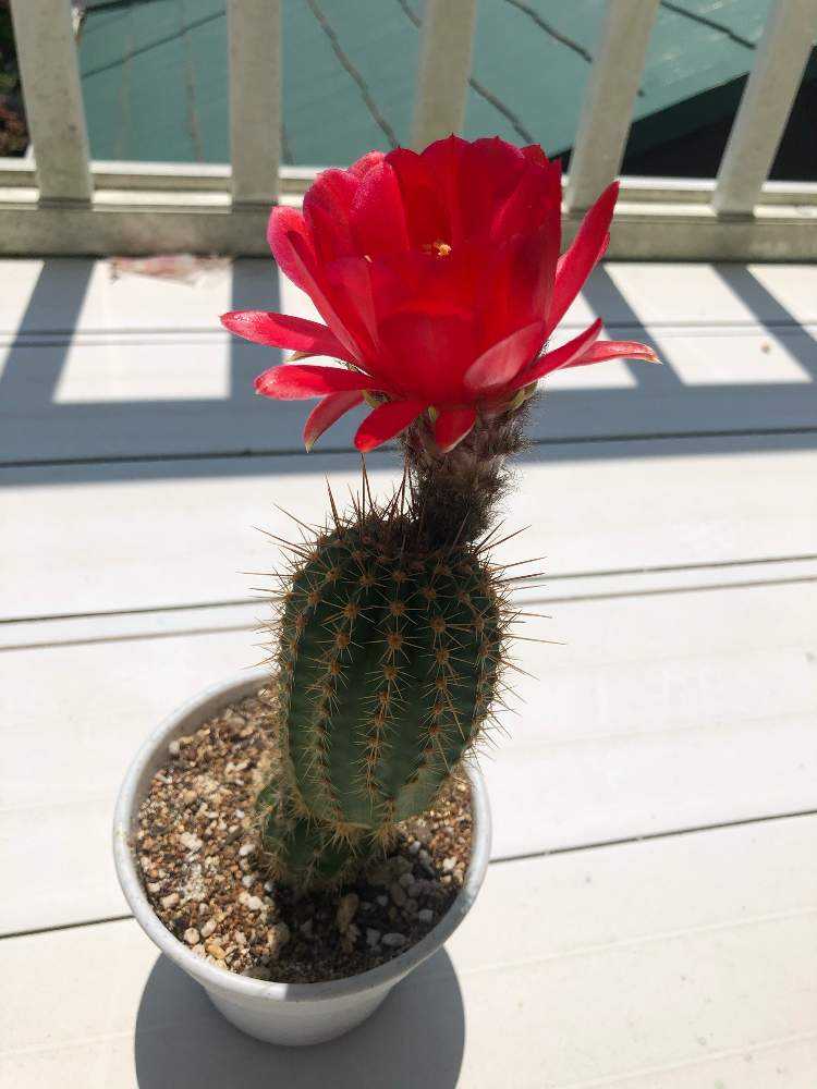 サボテン　品種名わかりません。 img_cache_q_26791_1_1682008028