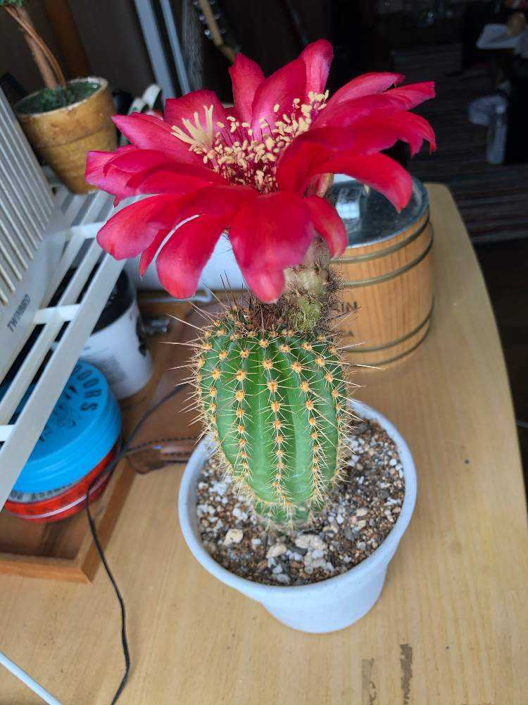 サボテン 名前がわからない｜🍀GreenSnap（グリーンスナップ）