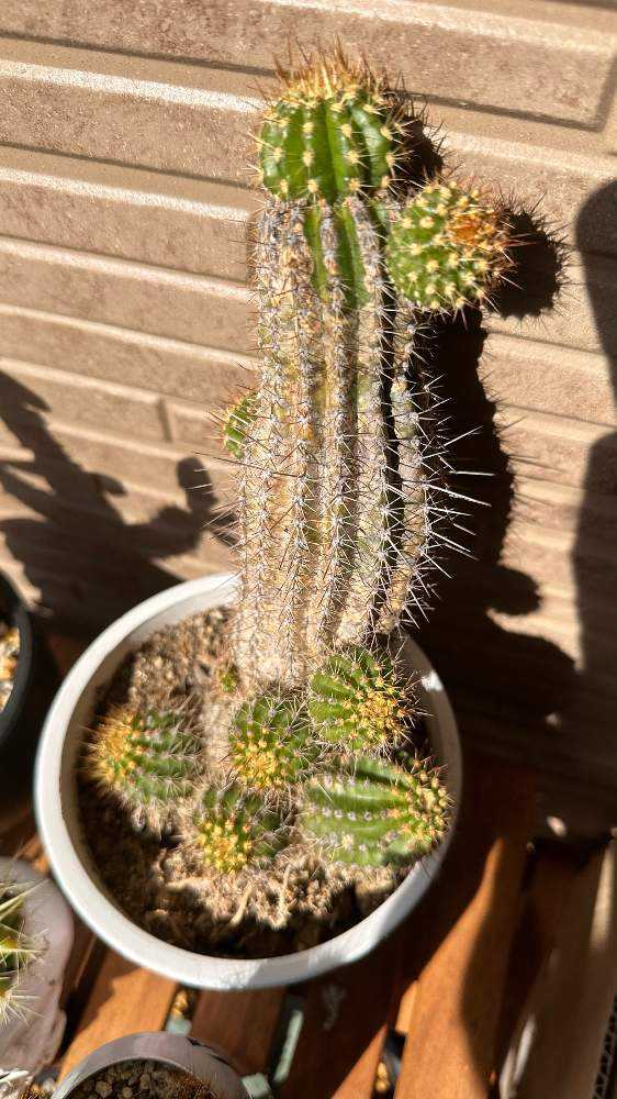 サボテン 名前がわからない｜🍀GreenSnap（グリーンスナップ）