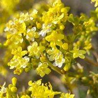 オミナエシ,オミナエシ,おひさま,花と風の画像