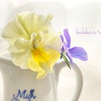 ビオラ,よく咲くスミレ・ブルーフィズ,フリル咲きビオラ 恋みやび,逆光,季節の花の画像